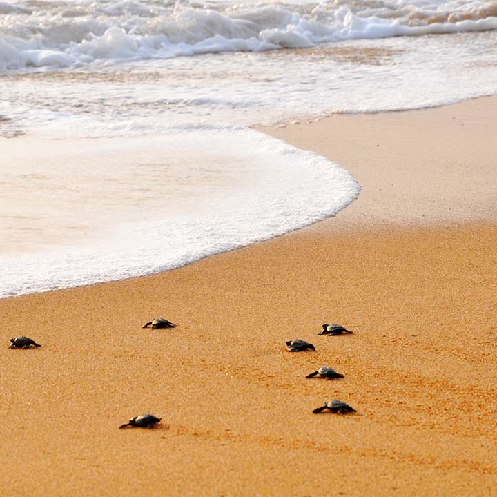 hatched turtles at conservatory set out to sea