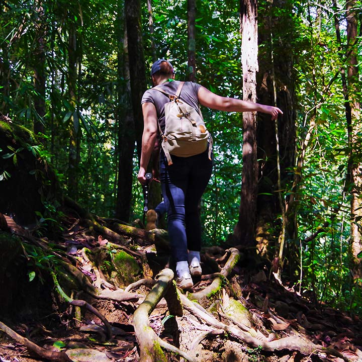 Group of friends walking through the Sinharaja Rainforest 