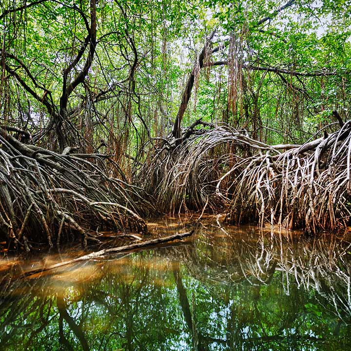Mangrove jungle on the Madu River