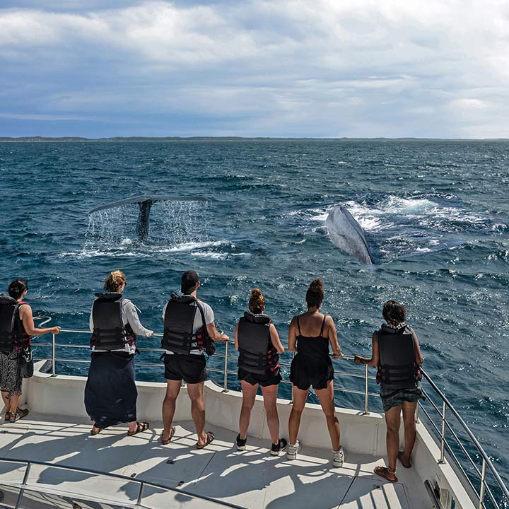 Family on a whale watching cruise