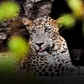 Leporad found in Yala National Park in Sri Lanka