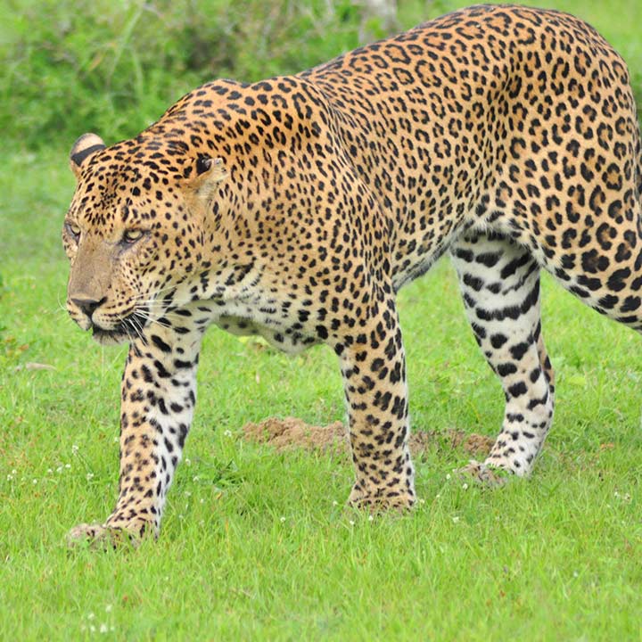 Leopard found in Yala, Sri Lanka