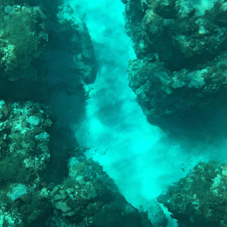 Coral Reef Exploring Things to do in Hikkaduwa Taru Villas