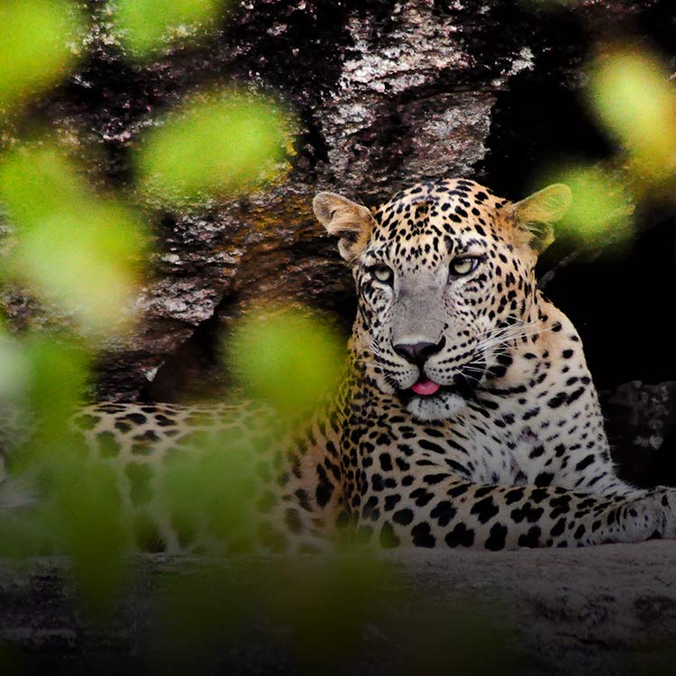 Leporad found in Yala National Park in Sri Lanka